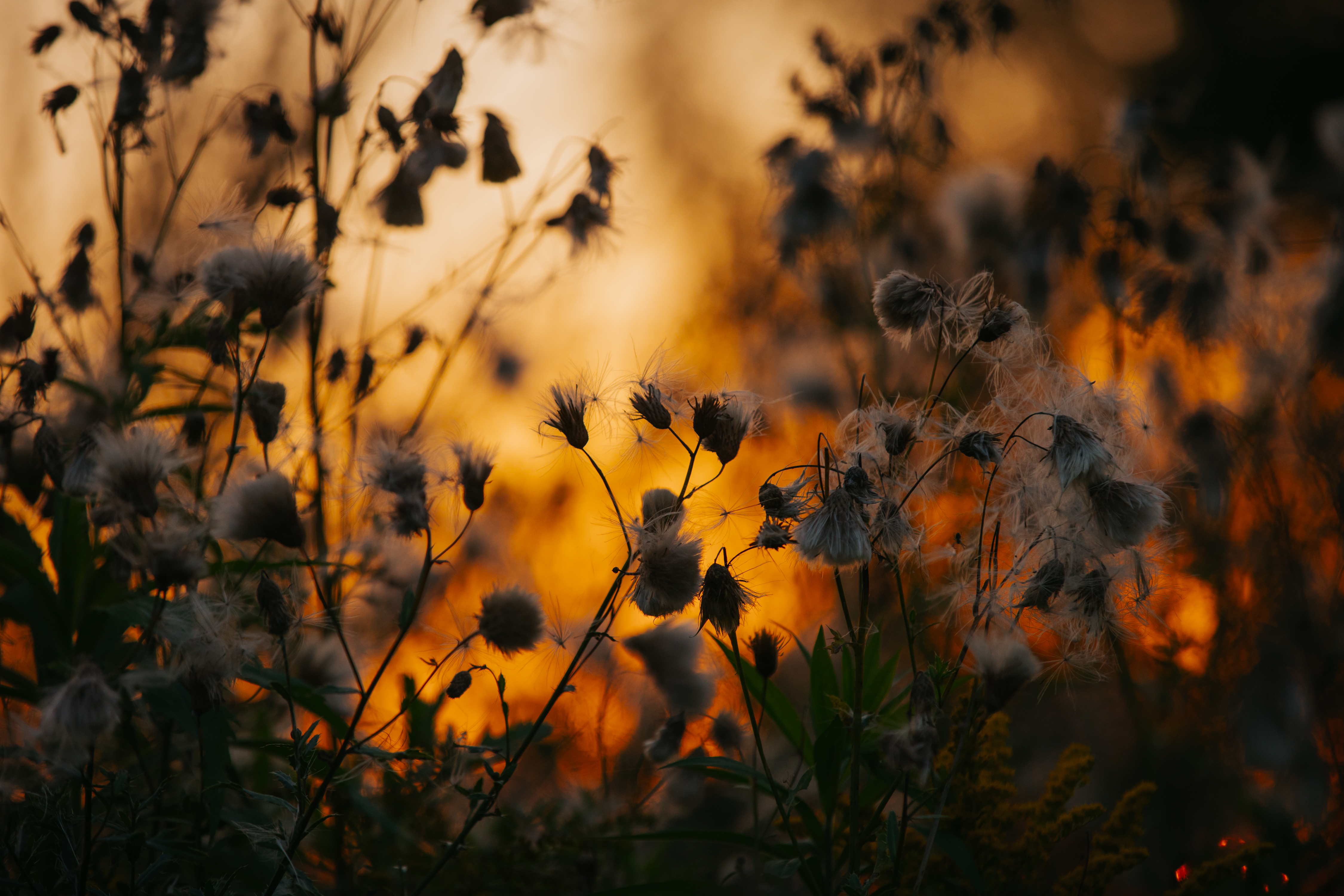 Atbalstiet mūsu darbu paliatīvajā aprūpē